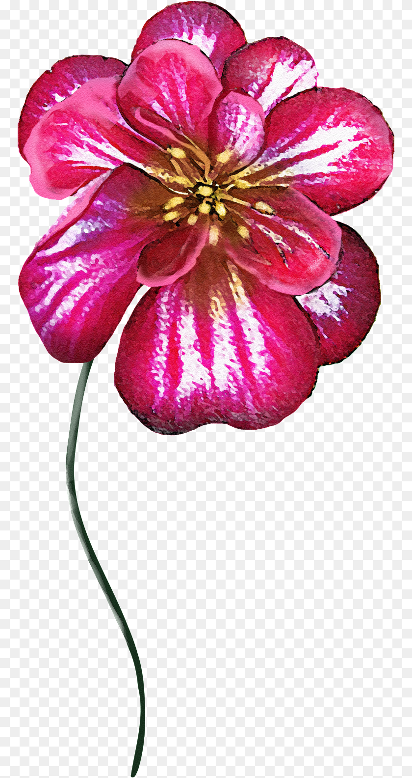 773x1584 Un Brillante Flor De Colores Transparente Portable Network Graphics, Anther, Dahlia, Flower, Geranium Transparent PNG