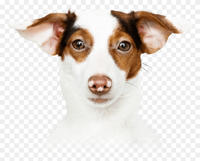 1032x815 Un Sitio Adecuado Para Seguir Trabajando En Nuestra Companion Dog, Pet, Canine, Animal HD PNG Download