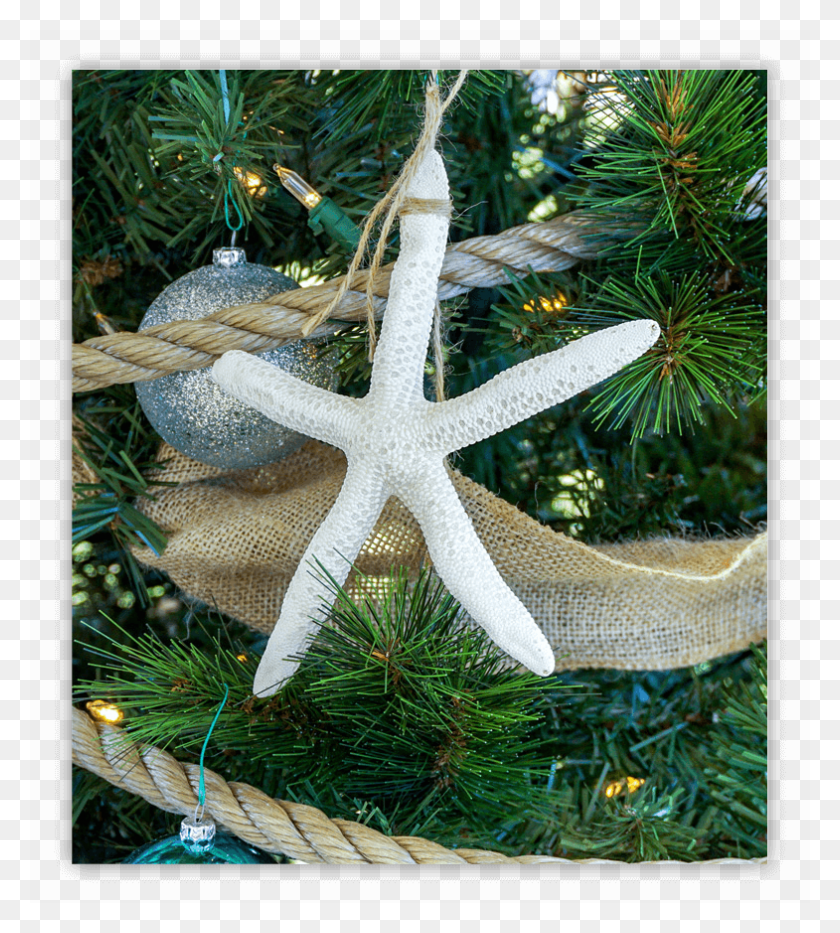 785x879 Under The Sea Collection Navidad Christmas Ornament, Animal, Sea Life, Invertebrate HD PNG Download