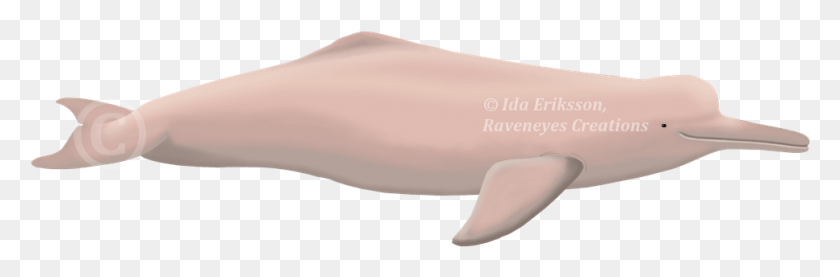 967x270 Unfortunately Not Even The River Dolphins Are Safe Pink River Dolphin, Sea Life, Animal, Mammal HD PNG Download