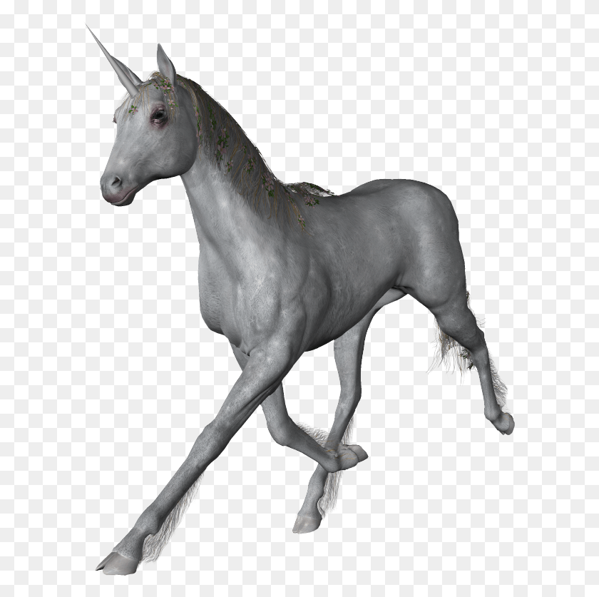 605x777 Единорог, Лошадь, Млекопитающее, Животное Hd Png Скачать