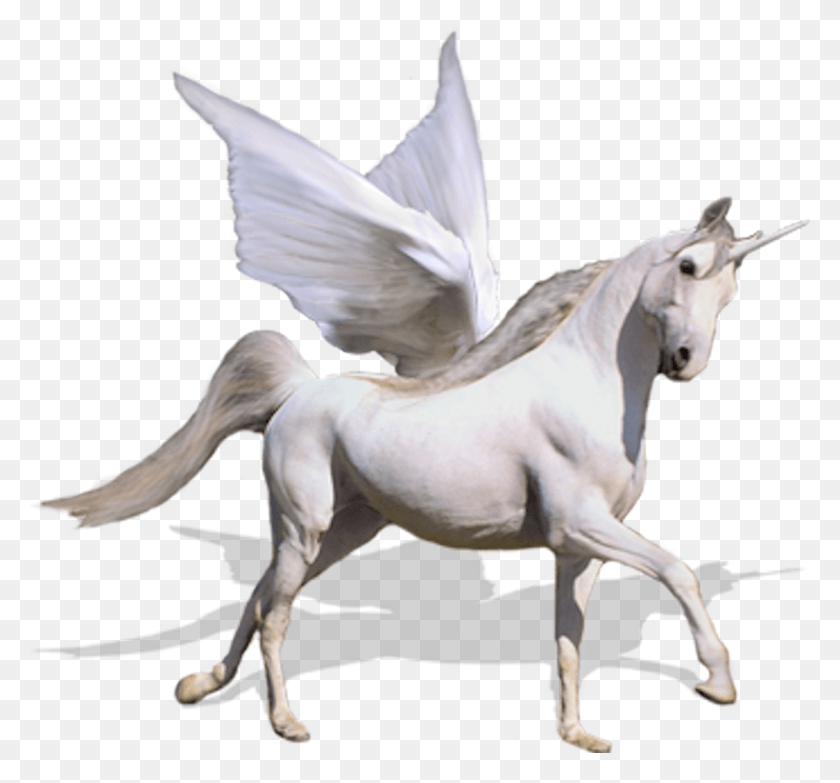 1601x1485 Unicorn Psd Horse Images Flying Unicorn, Mammal, Animal HD PNG Download