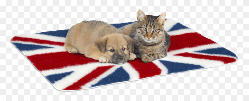 798x287 Union Jack Tabby Cat, Dog, Pet, Canine HD PNG Download