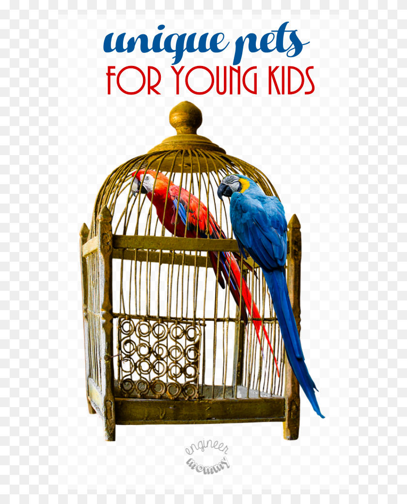 600x980 Unique Pets For Young Children Cage, Parrot, Bird, Animal HD PNG Download