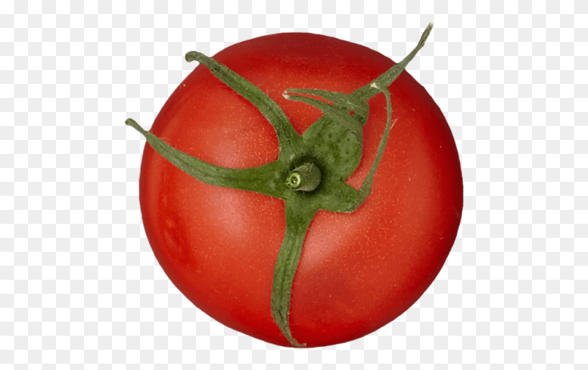 487x469 Unit Plum Tomato, Plant, Vegetable, Food HD PNG Download