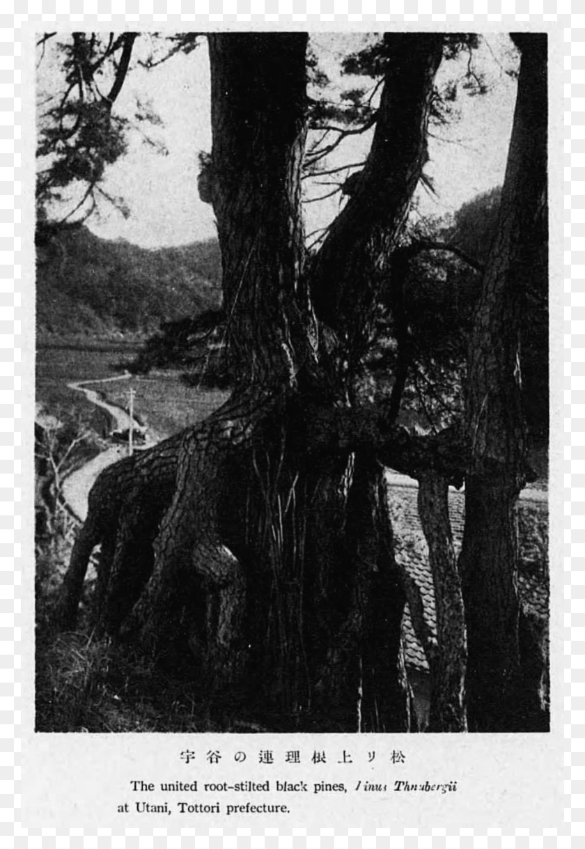 1949x2897 United Root Stilted Black Pines At Utani Monochrome, Poster, Advertisement, Tree Descargar Hd Png