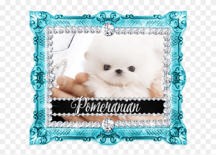 640x542 Unnamed 9 Micro Teacup Pomeranian Silver Frame, Text, Crib, Furniture HD PNG Download