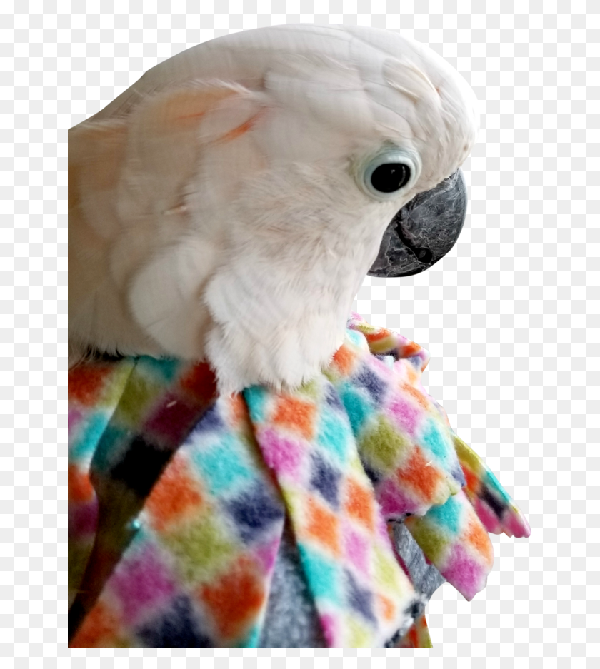 651x877 Unruffledrx Fleece Parrot Collar Velcro Closure, Bird, Animal, Cockatoo HD PNG Download