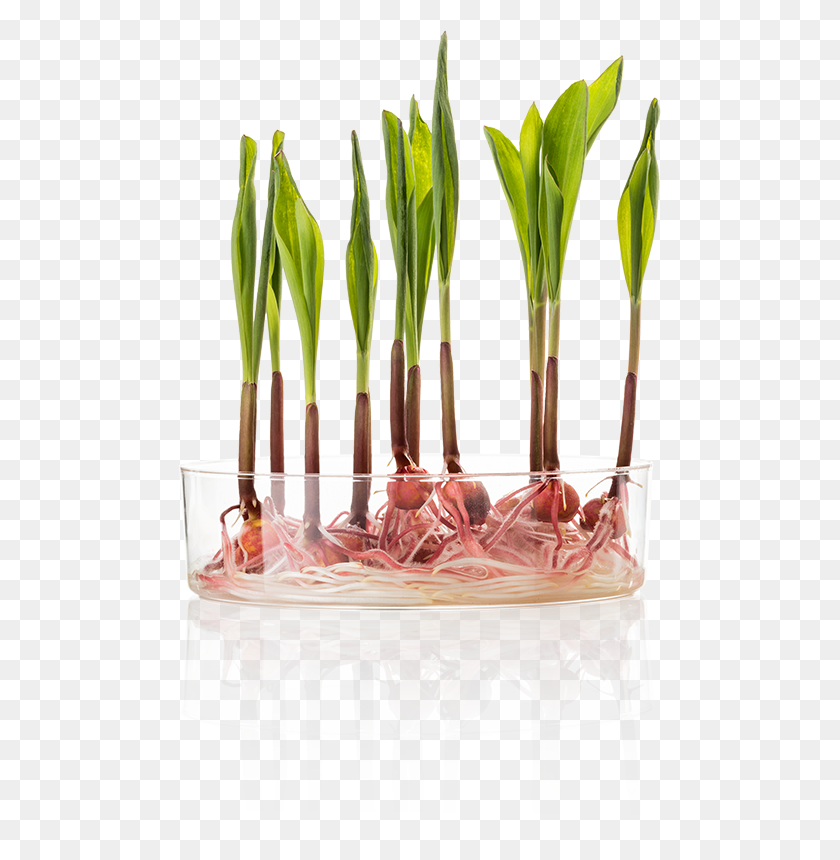482x800 Untreated Corn Day 7 Treated Vase, Plant, Food, Dessert HD PNG Download
