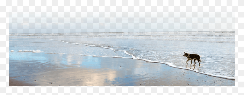 961x328 Urban Dogs And Cats Beach Ridge, Dog, Pet, Canine HD PNG Download