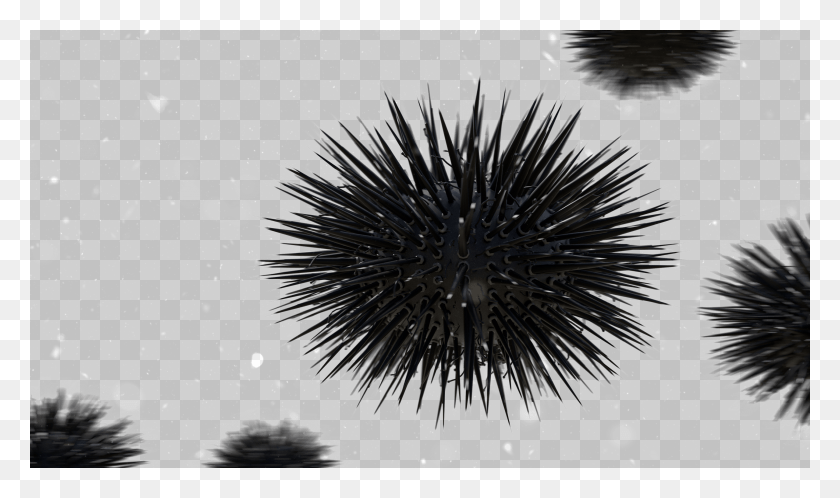 2560x1440 Urchinvfx Homepagebg Sea Urchin, Nature, Outdoors, Fireworks HD PNG Download