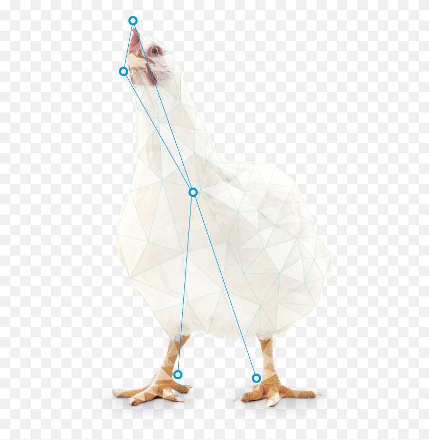 492x801 Usage In Broiler Feeds For Improvement Of Adg Chicken, Bird, Animal, Toy HD PNG Download