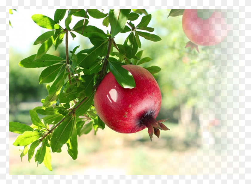 1654x1179 Use Of Pomegranate Pomegranate Tree, Plant, Apple, Fruit HD PNG Download