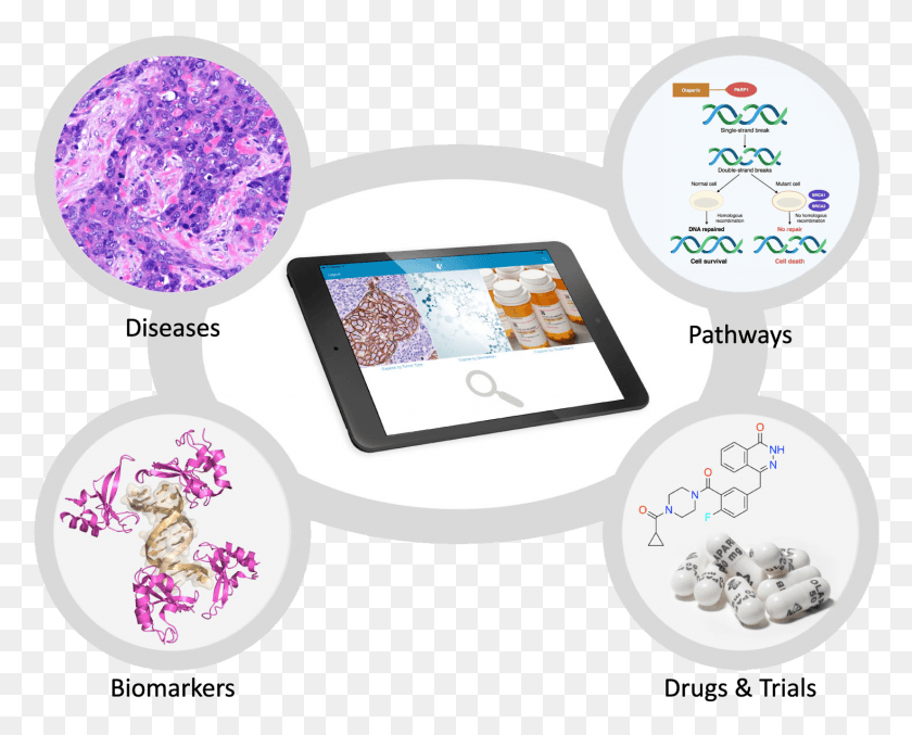 1469x1163 Users Crosswalk Through Tumor Images Explanatory Molecular, Computer, Electronics, Text HD PNG Download