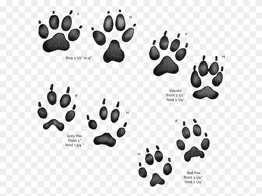 600x568 Usgs Kids Animal Tracks Identifying Dogs Vs Coyote Paw, Plant, Footprint, Food HD PNG Download