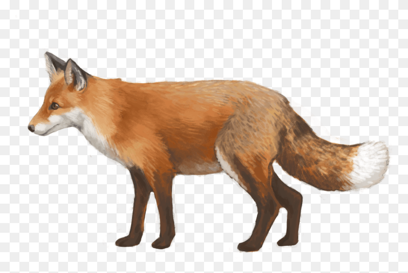 1677x1083 Using Edna To Detect This Species, Red Fox, Fox, Canine HD PNG Download