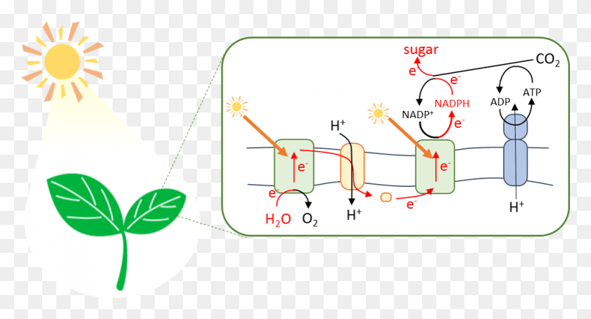 980x496 Using Natural Photosynthesis As The Ideal Model System Illustration, Plot, Text, Diagram HD PNG Download
