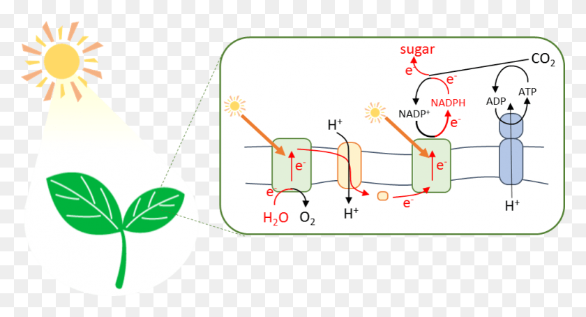 980x496 Использование Естественного Фотосинтеза В Качестве Идеальной Модельной Системы Иллюстрации, График, Текст, Диаграмма Hd Png Скачать