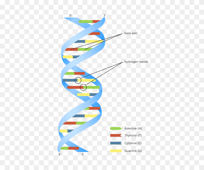 480x640 Using The Crispr Gene Editing System They Have Managed Dna Double Helix Model Diagram, Toy, Graphics HD PNG Download