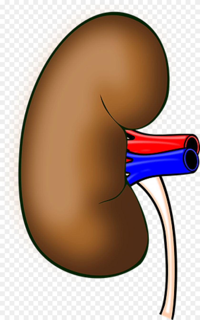 Using To Enhance Kidney Disease Detection Mddi Online, Clothing, Hat, Racket Sticker PNG