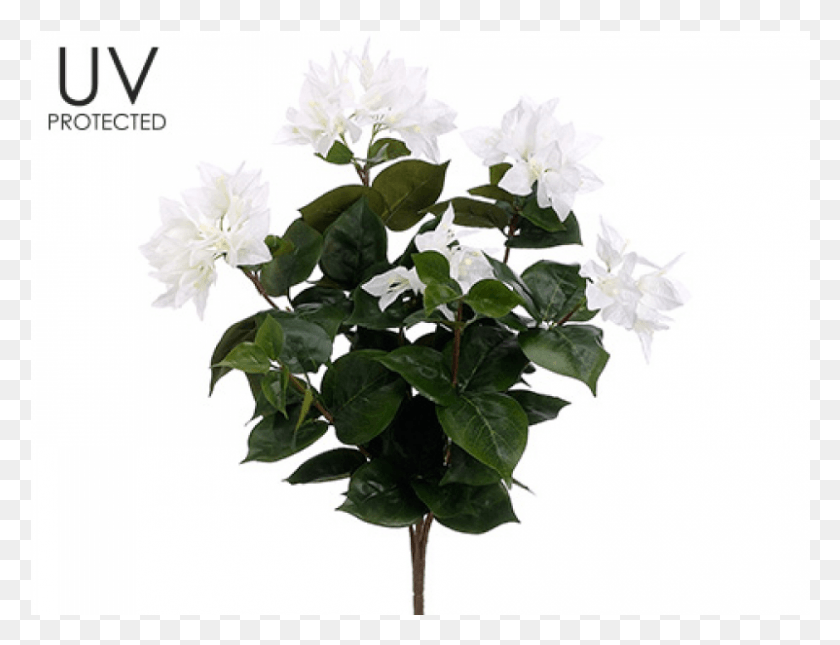 801x601 Uv Protected Bougainvillea Bush X7 White Datura, Plant, Flower, Blossom HD PNG Download