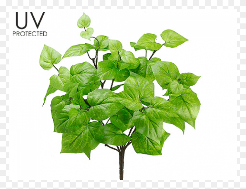801x601 Uv Protected Potato Leaf Bush X7 Green Plane Tree Family, Plant, Vine, Ivy HD PNG Download