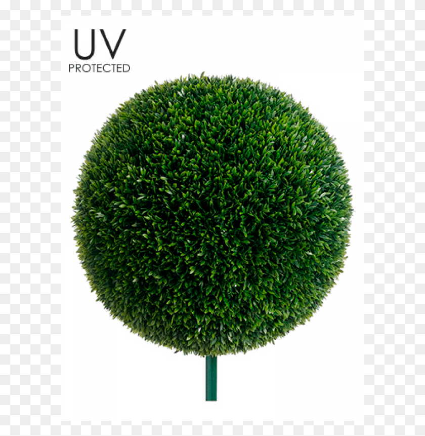 601x801 Uv Protected Tea Leaf Ball With 10 Metal Pole Green Hedge, Bush, Vegetation, Plant HD PNG Download