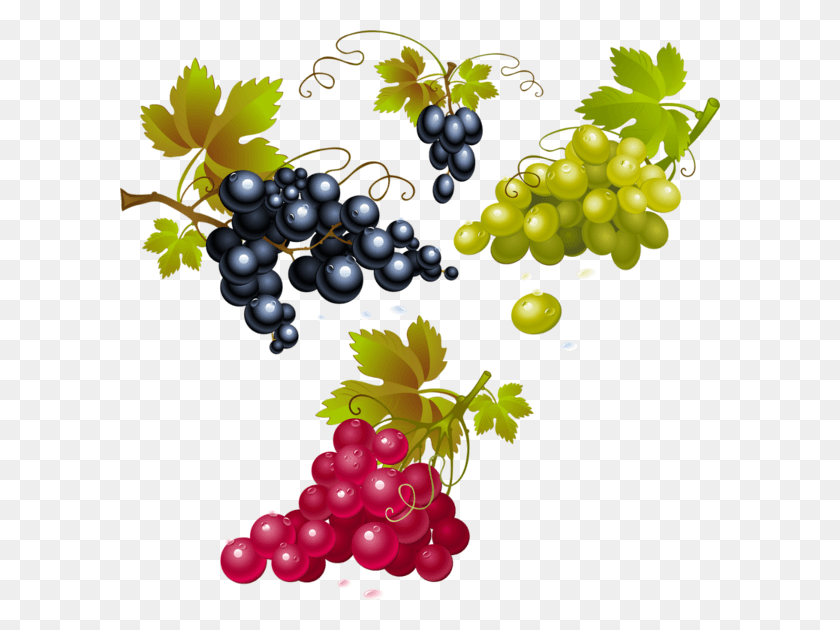 600x570 Uvas Aceite Y Vino Uvas Vino Y Aceite, Grapes, Fruit, Plant HD PNG Download