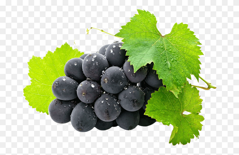 682x485 Uvas E Vinho Grape Bunch With Leaves, Grapes, Fruit, Plant HD PNG Download