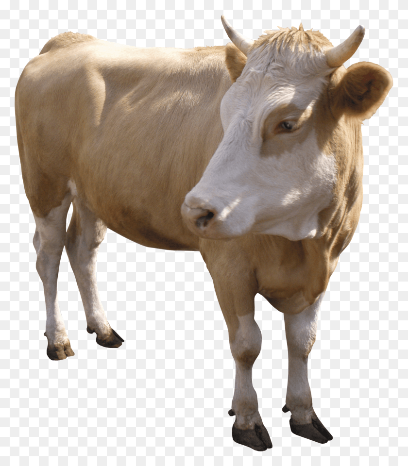 2027x2341 Vaca Para Photoshop, Корова, Крупный Рогатый Скот, Млекопитающее Hd Png Скачать