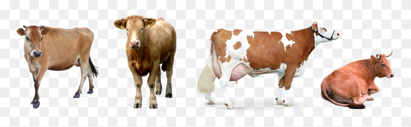 1117x288 Vacas Lecheras Dairy Cow, Cattle, Mammal, Animal HD PNG Download