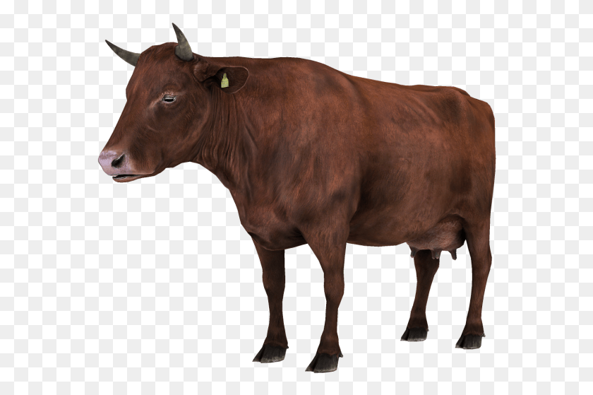 566x499 Vacas Vacas Comiendo, Корова, Крупный Рогатый Скот, Млекопитающее Hd Png Скачать