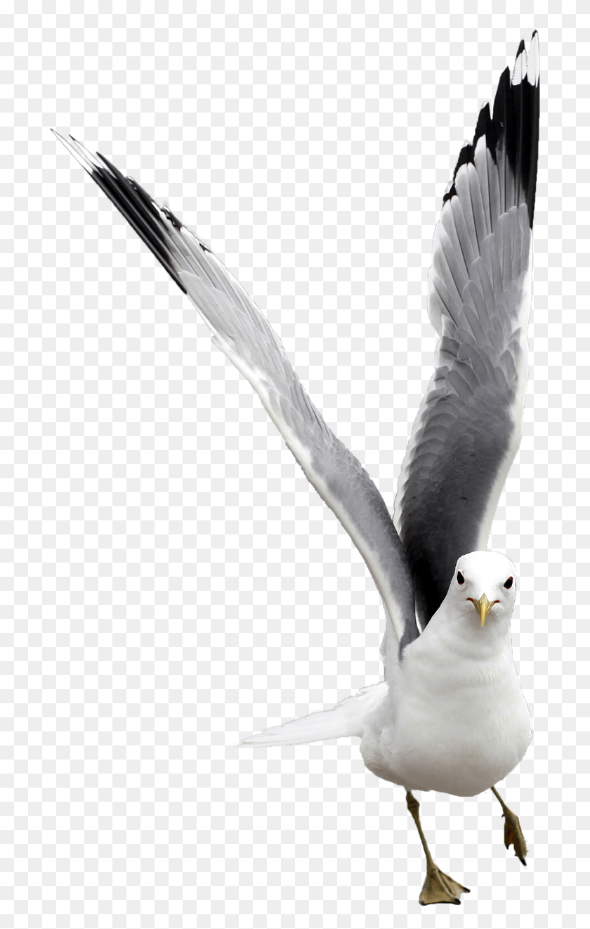 705x1261 Vacation Seagull Free Nature Bird Water Animal European Herring Gull, Dove, Pigeon, Flying HD PNG Download