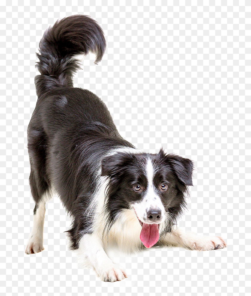 709x931 Vaccinations Border Collie, Dog, Pet, Canine HD PNG Download