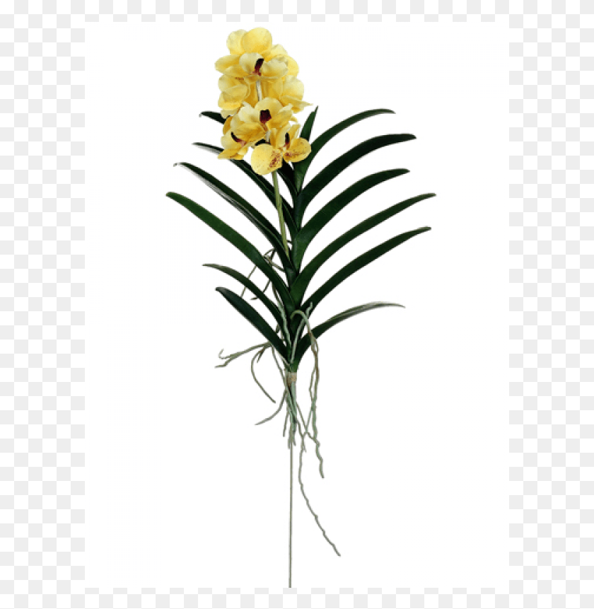 601x801 Vanda Orchid Plant Yellow Orchids Of The Philippines, Flower, Blossom, Flower Arrangement HD PNG Download
