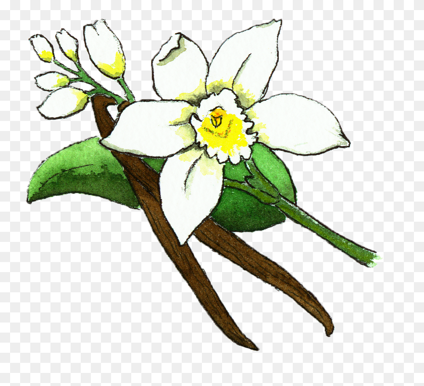 743x706 Vanilla Bean Flower Illustration Flower Vanilla Plant, Floral Design, Pattern, Graphics HD PNG Download
