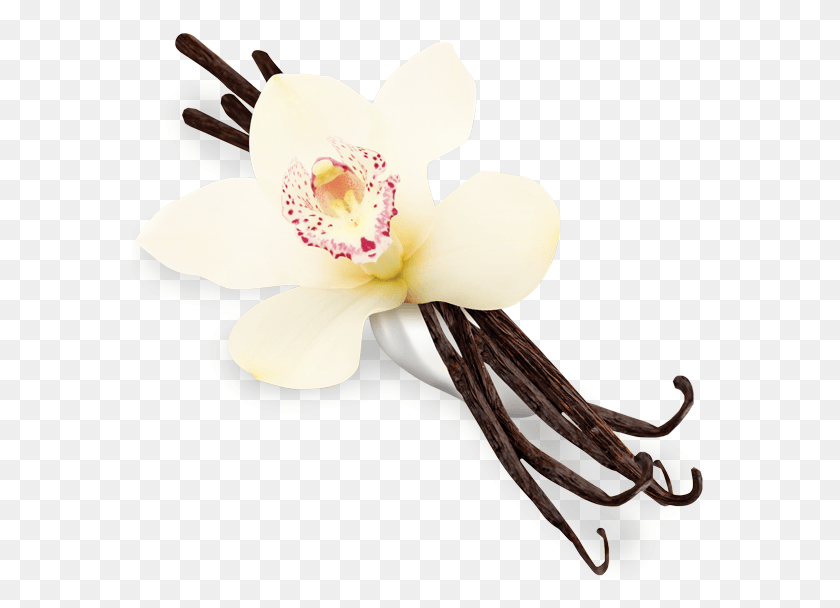 576x548 Vanilla Transparent, Plant, Flower, Blossom HD PNG Download