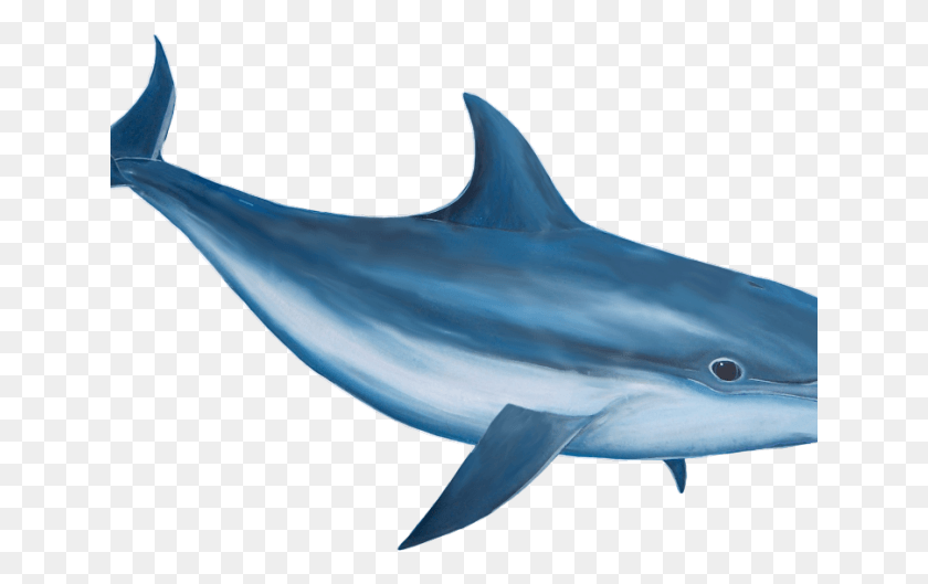 641x469 Descargar Png Vaporwave Clipart Dolphin Realista Delfín Clip Art, Tiburón, Vida Marina, Pez Hd Png