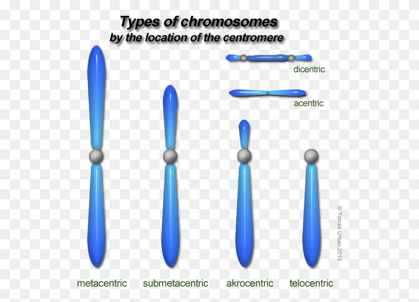 532x546 Variations In Chromosome Metacentric Submetacentric Acrocentric Telocentric, Cutlery, Sphere, Juggling HD PNG Download