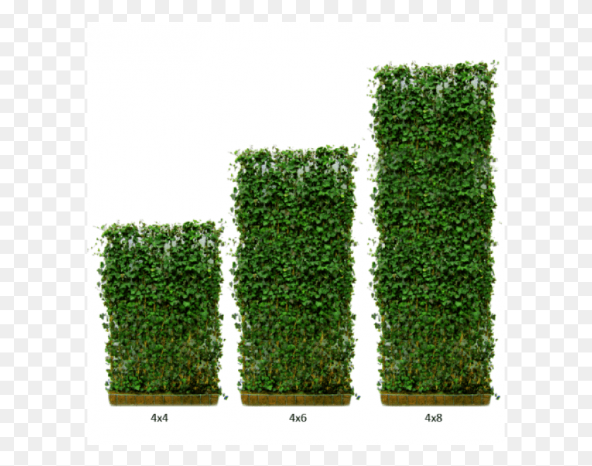 593x601 Variety Of Heights Green Living Fence, Plant, Ivy, Vegetation HD PNG Download