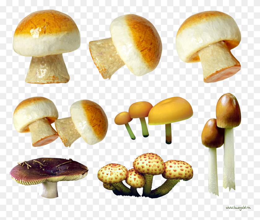 2063x1718 Variety Of Mushrooms Image Long Mushrooms, Plant, Mushroom, Fungus HD PNG Download