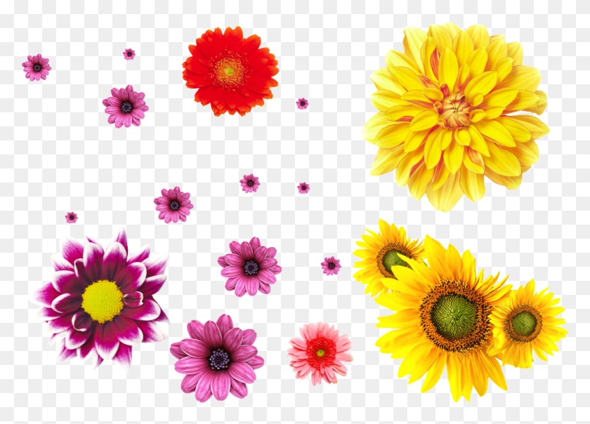 1021x713 Разноцветные Цветы Хризантемы Прозрачные, Растение, Георгин, Цветок Png Скачать