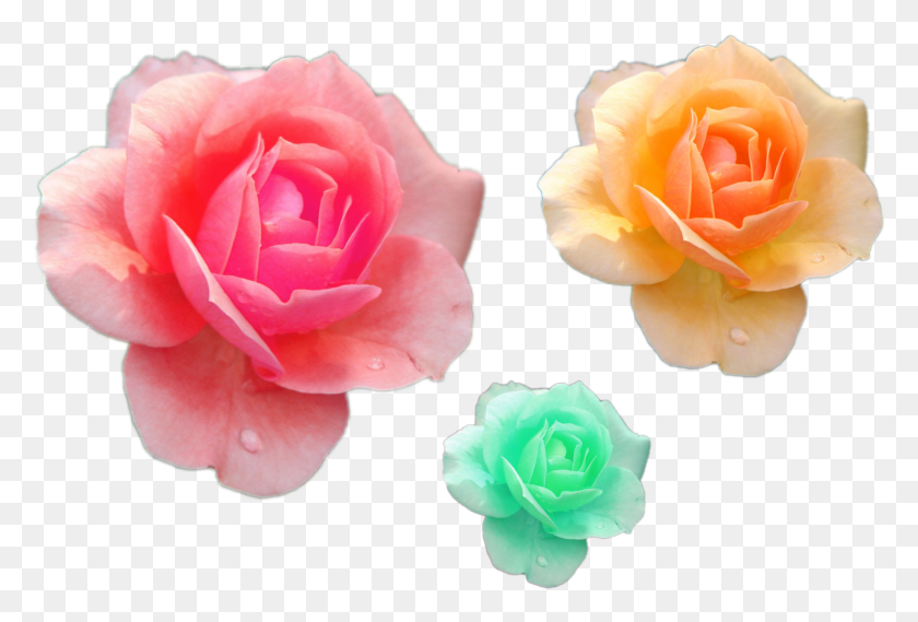 2883x1885 Various Flower Files Pink Yelloow Green Roses Garden Roses Descargar Hd Png