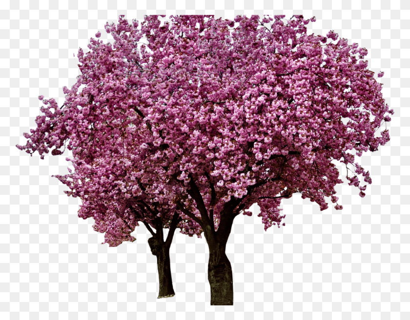 1117x856 Various Flowers Transparent Images Page5 Stickpng Transparent Background Cherry Blossom Tree, Plant, Flower, Blossom HD PNG Download