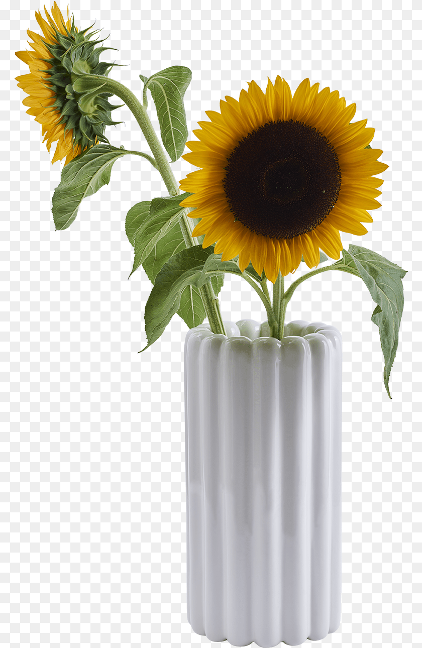 786x1290 Vase, Flower, Flower Arrangement, Jar, Plant PNG