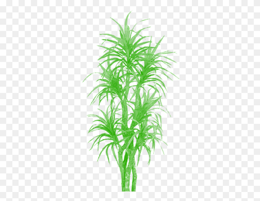 322x589 Vector Bamboo Tree Clipart Plants And Trees, Graphics, Green HD PNG Download