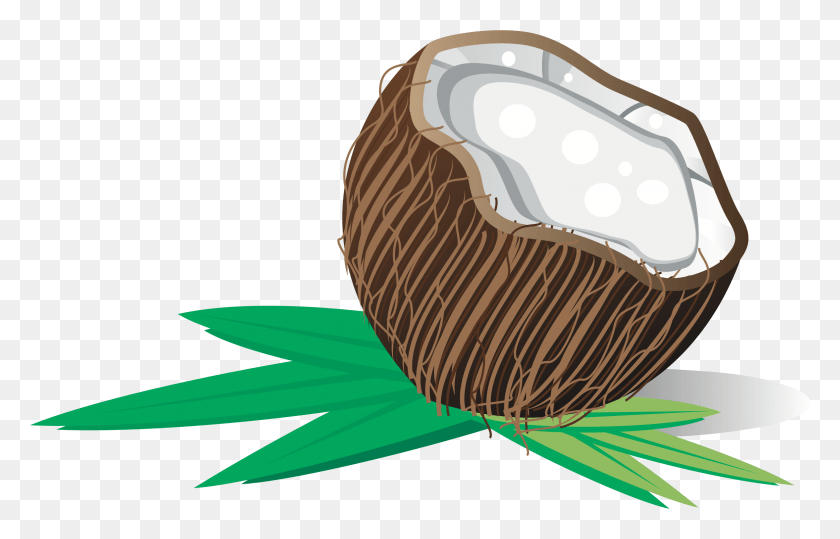 2355x1447 Vector Black And White Library Big Image Coconut, Plant, Fruit, Food HD PNG Download