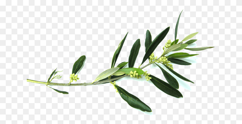 655x373 Vector Black And White Stock Branch Transparent Olive Olive Tree Branch, Plant, Leaf, Flower HD PNG Download