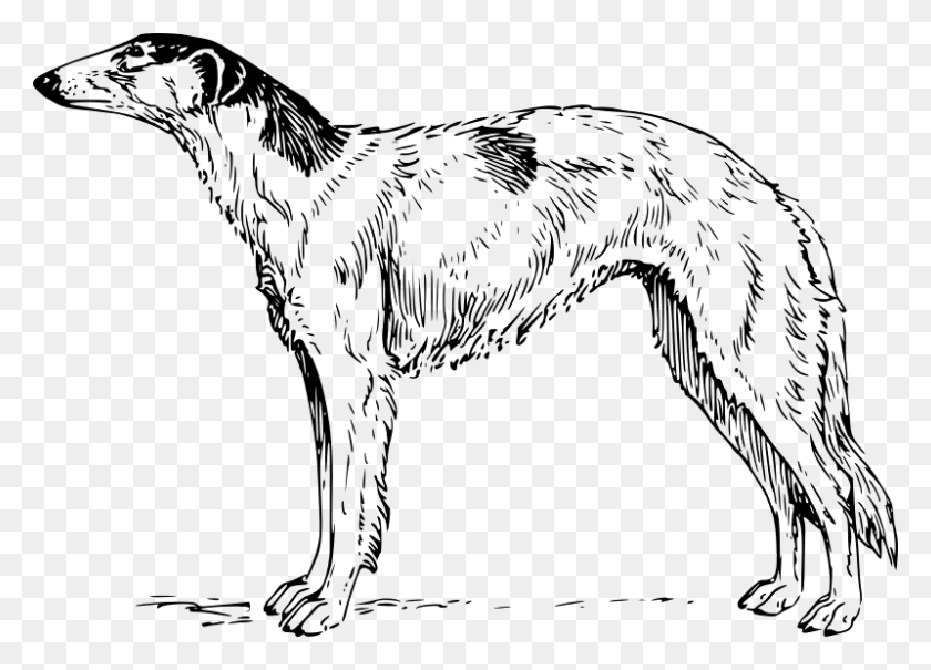 800x559 Vector Borzoi Clipart, Gray, World Of Warcraft HD PNG Download