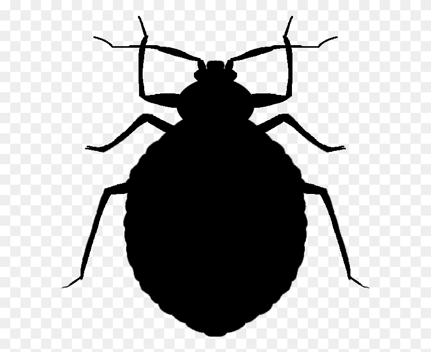 603x626 Vector Bug Cricket Bed Bugs Black And White Clipart, Gray, World Of Warcraft HD PNG Download
